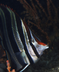Chelmonops truncatus