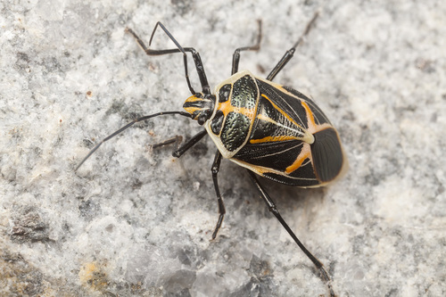 Madal Insect Genus Madates · iNaturalist Canada