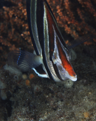 Chelmonops truncatus