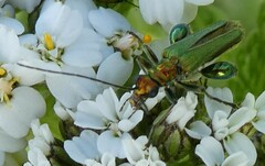 Oedemera nobilis