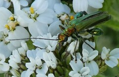Oedemera nobilis