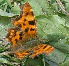 Polygonia c-album