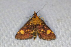 Pyrausta aurata