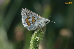 Pyrgus sidae