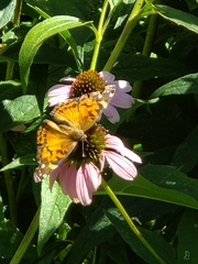 Vanessa virginiensis