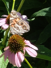 Vanessa virginiensis