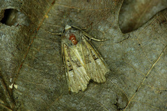 Mesoligia literosa