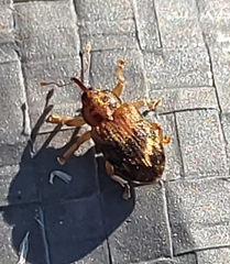 Lignyodes bischoffi