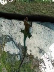 Anolis marmoratus
