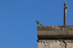 Muscicapa striata tyrrhenica