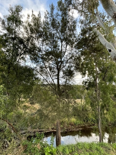 Casuarina cunninghamiana