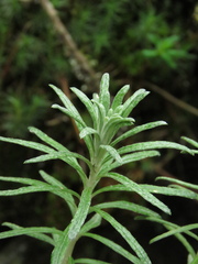 Linochilus rosmarinifolius