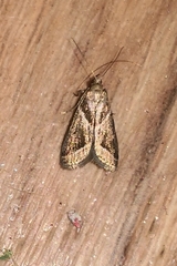 Nyctegretis triangulella