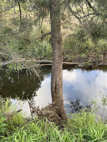 Casuarina cunninghamiana