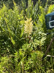 Platanthera × bicolor