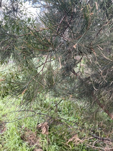 Casuarina cunninghamiana