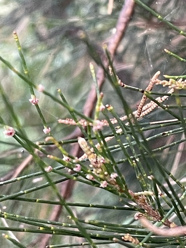 Casuarina cunninghamiana