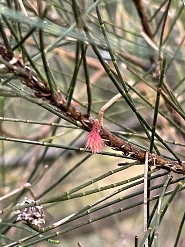 Casuarina cunninghamiana
