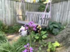 Bombus griseocollis