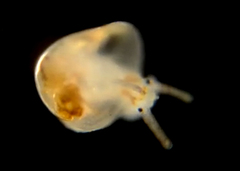 Crepidula naticarum