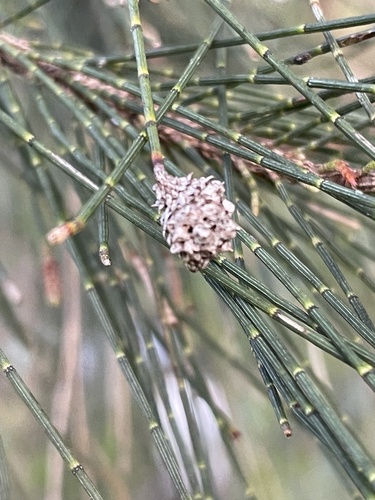 Casuarina cunninghamiana