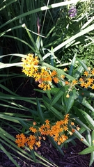 Asclepias tuberosa