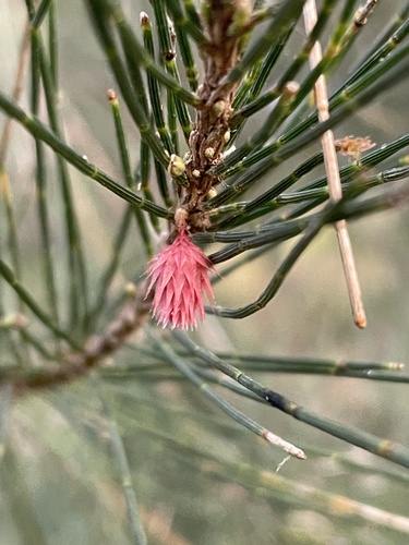 Casuarina cunninghamiana iNat (3)