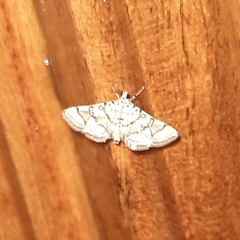 Elophila scitalis