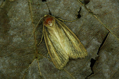 Archanara dissoluta