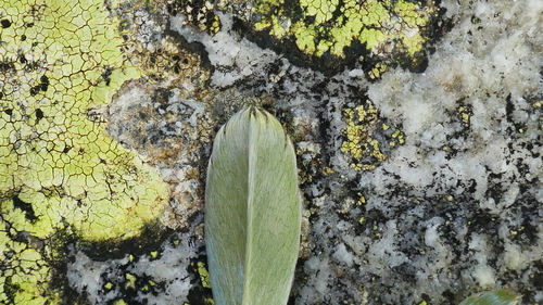 Alpine Lady's-mantle