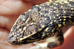 Stenocercus orientalis