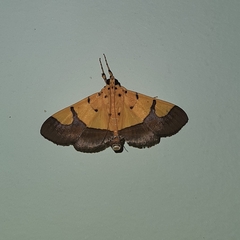 Endocrossis flavibasalis