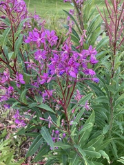 Chamaenerion angustifolium