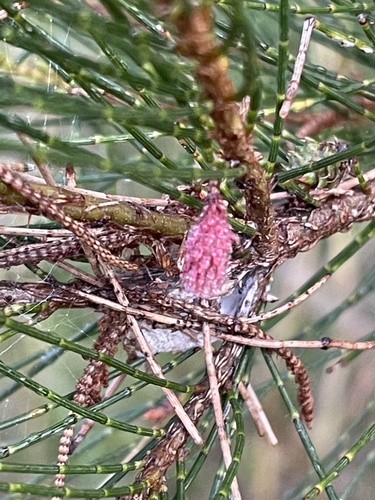 Casuarina cunninghamiana
