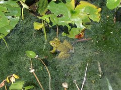 Lithobates chiricahuensis