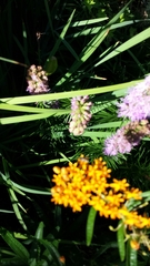 Asclepias tuberosa