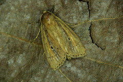 Archanara dissoluta