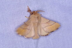Malacosoma neustria