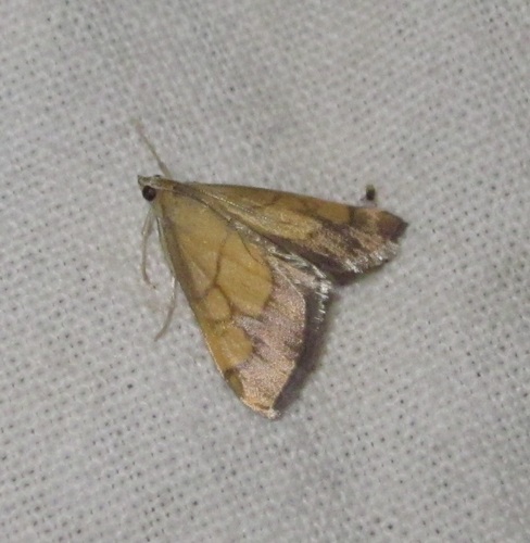 Evergestis limbata