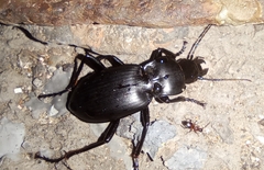 Taphoxenus gigas