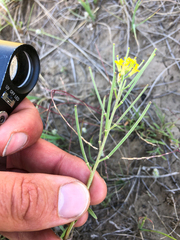 Erysimum inconspicuum