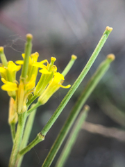 Erysimum inconspicuum
