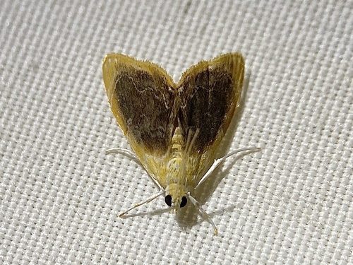 Black-patched Glaphyria Moth photo 4