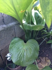 Proiphys amboinensis