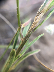 Erysimum inconspicuum