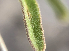 Erysimum inconspicuum