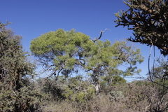 Elaeodendron