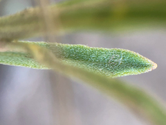 Erysimum inconspicuum