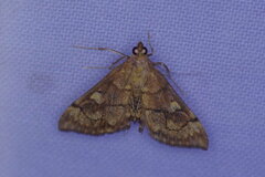 Anania verbascalis