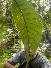 Palicourea acuminata